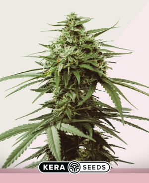 Skunk Seeds