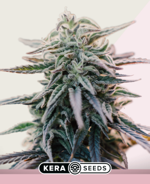 White Widow Seeds