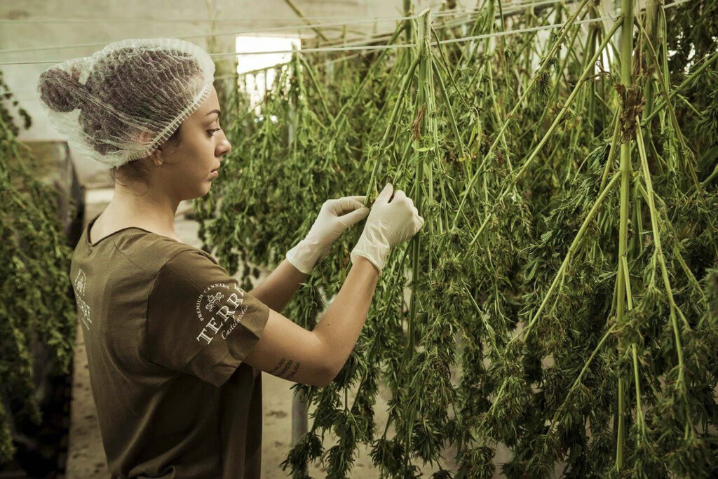 Find out how to harvest and dry your cannabis effectively